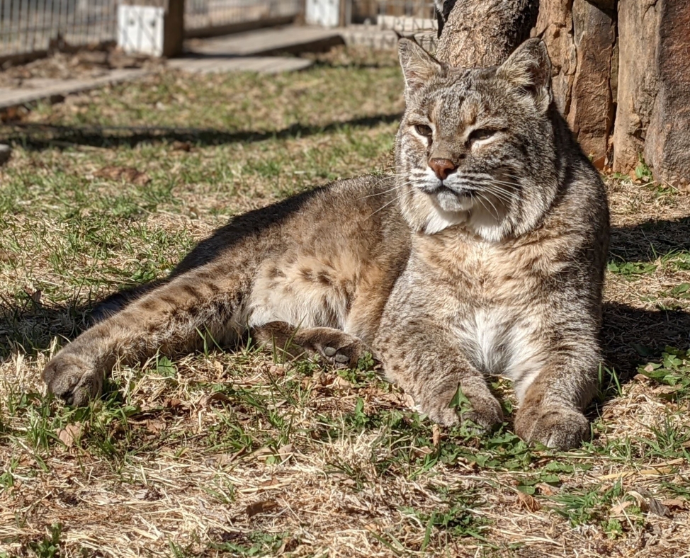 bobcat